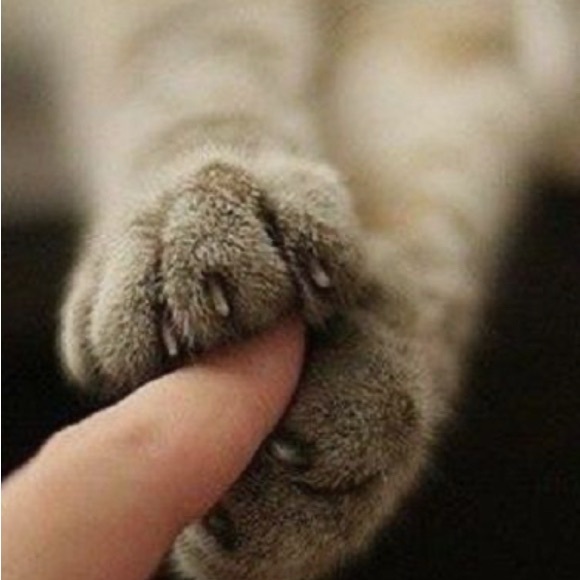 Meet your Posher, Lilly - Picture 1 of 1